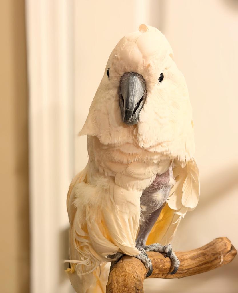 Enlarge Tinker, a Adoptable Cockatoo in Ballwin, MO image 3/3