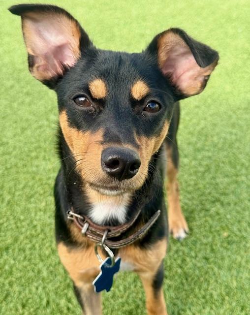 Lucy, a Adoptable Dachshund in Brookfield, WI image 2/6