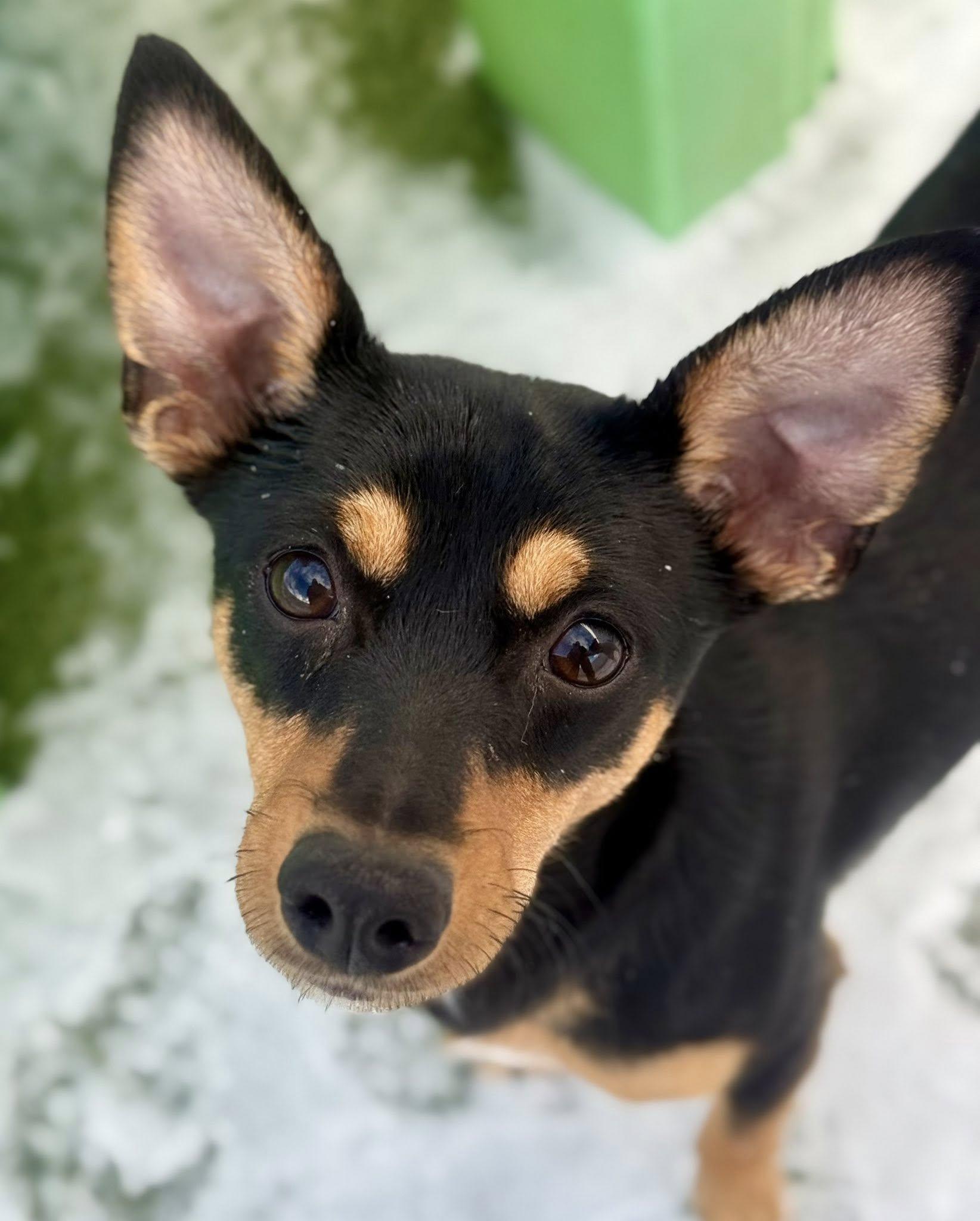 Lucy, a Adoptable Dachshund in Brookfield, WI image 3/6