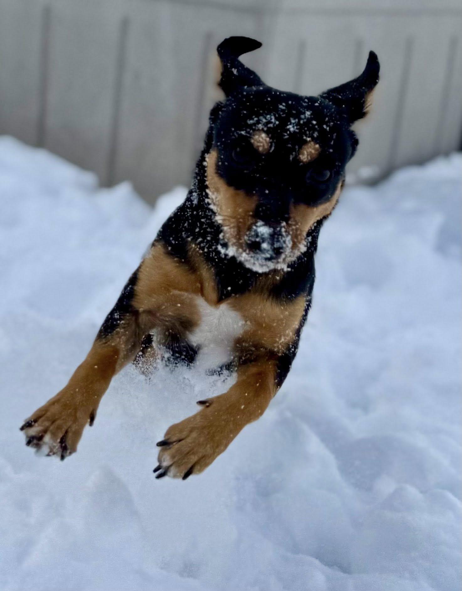 Lucy, a Adoptable Dachshund in Brookfield, WI image 5/6