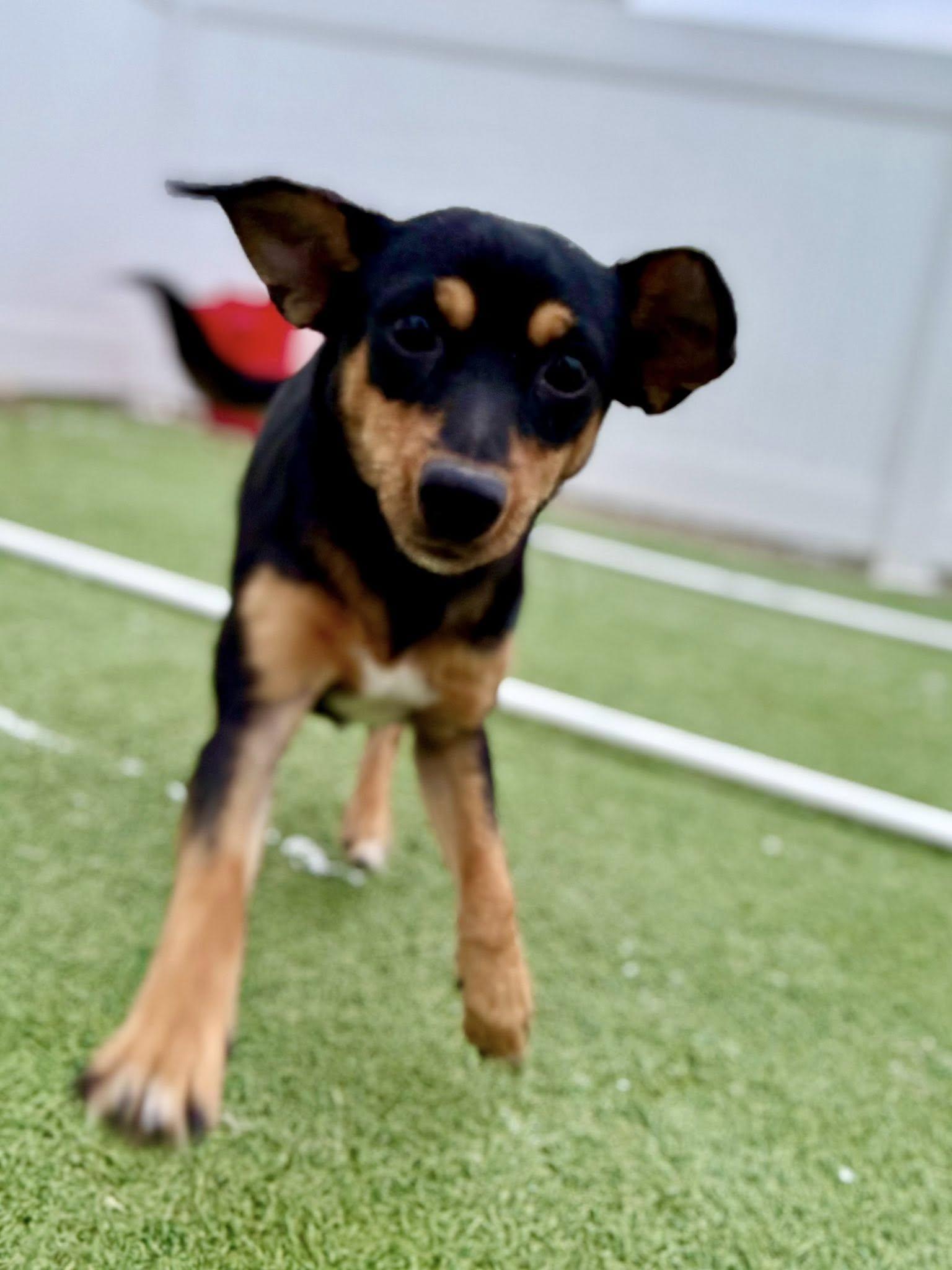 Lucy, a Adoptable Dachshund in Brookfield, WI image 6/6