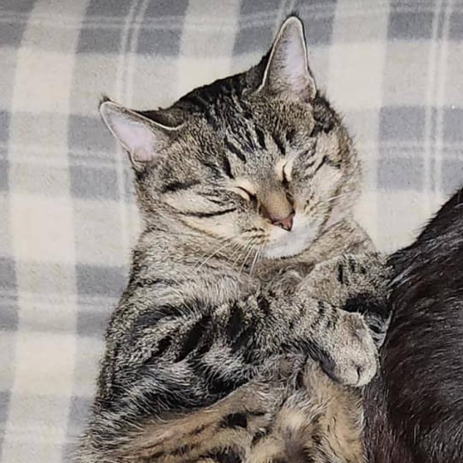 Enlarge Tigress, a Adoptable Domestic Short Hair in Union, MO image 1/1