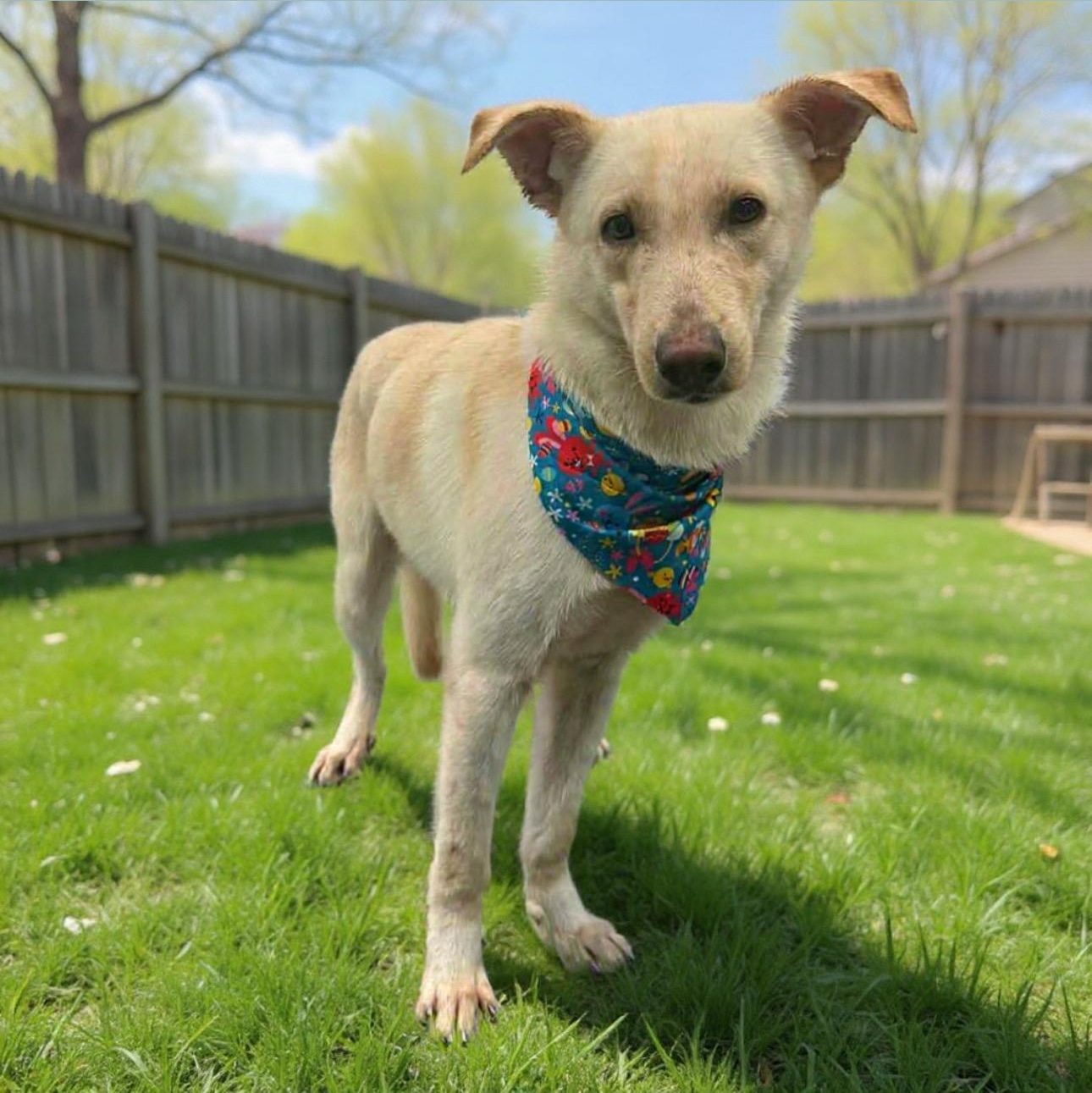 Oliver , Adoptable, Young Male Mixed Breed & Bull Terrier.