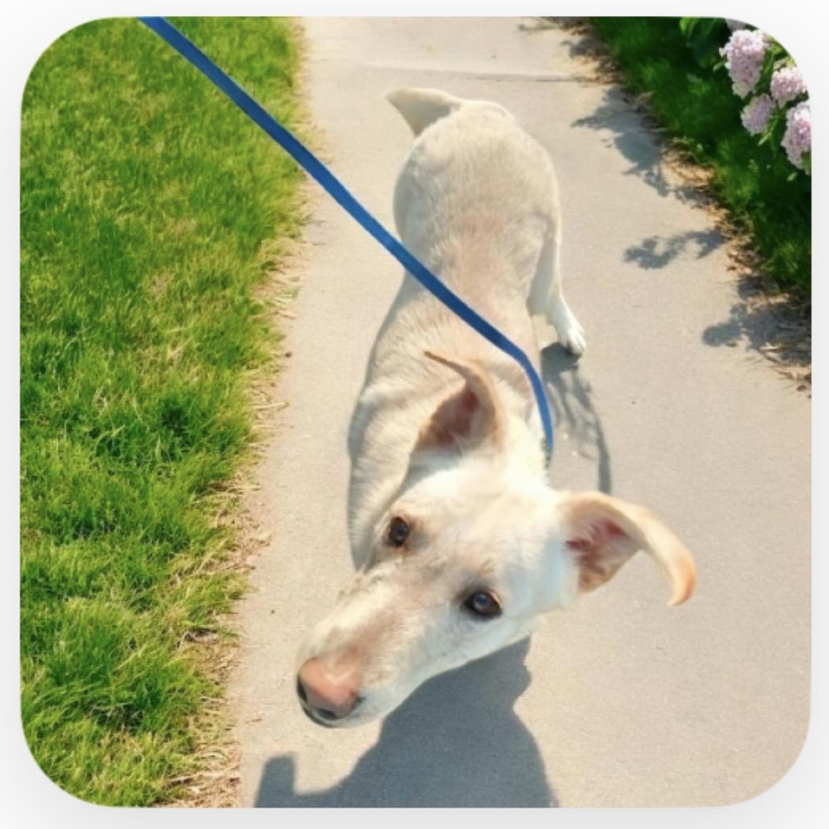 Enlarge Oliver , a Adoptable mixed breed in Pittstown, NJ image 2/2