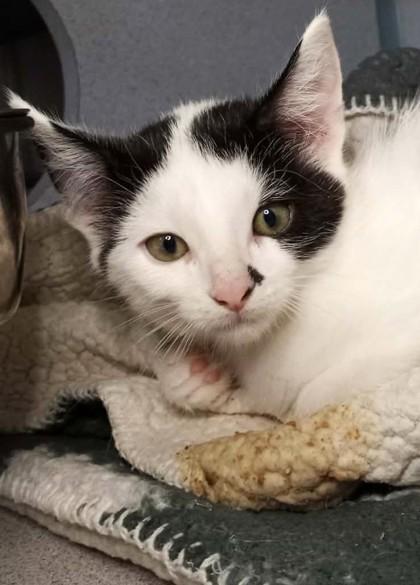 Enlarge Asteroid, a ADOPTABLE mixed breed in Waupaca, WI image 1/1
