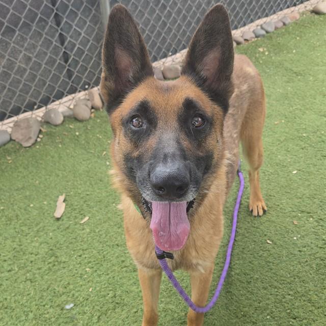 ROCKET, Adoptable, Adult Male German Shepherd Dog.