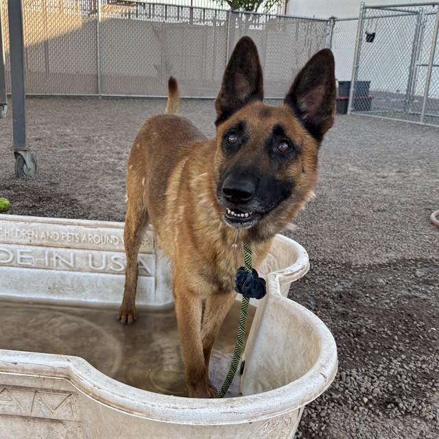 ROCKET, Adoptable, Adult Male German Shepherd Dog.