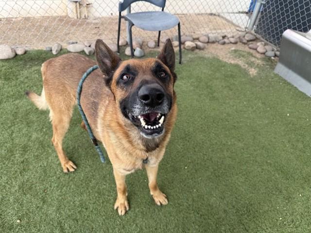 ROCKET, Adoptable, Adult Male German Shepherd Dog.