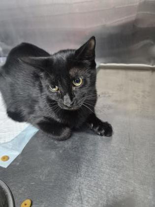 Enlarge Peanut, a Adoptable mixed breed in Simcoe, ON image 1/1