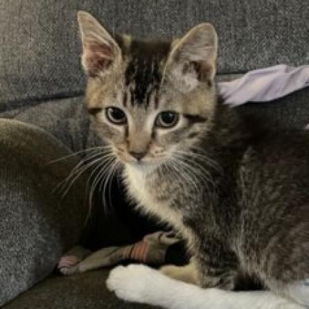 Enlarge Scooter, a Adoptable Domestic Short Hair in Hemet, CA image 1/2