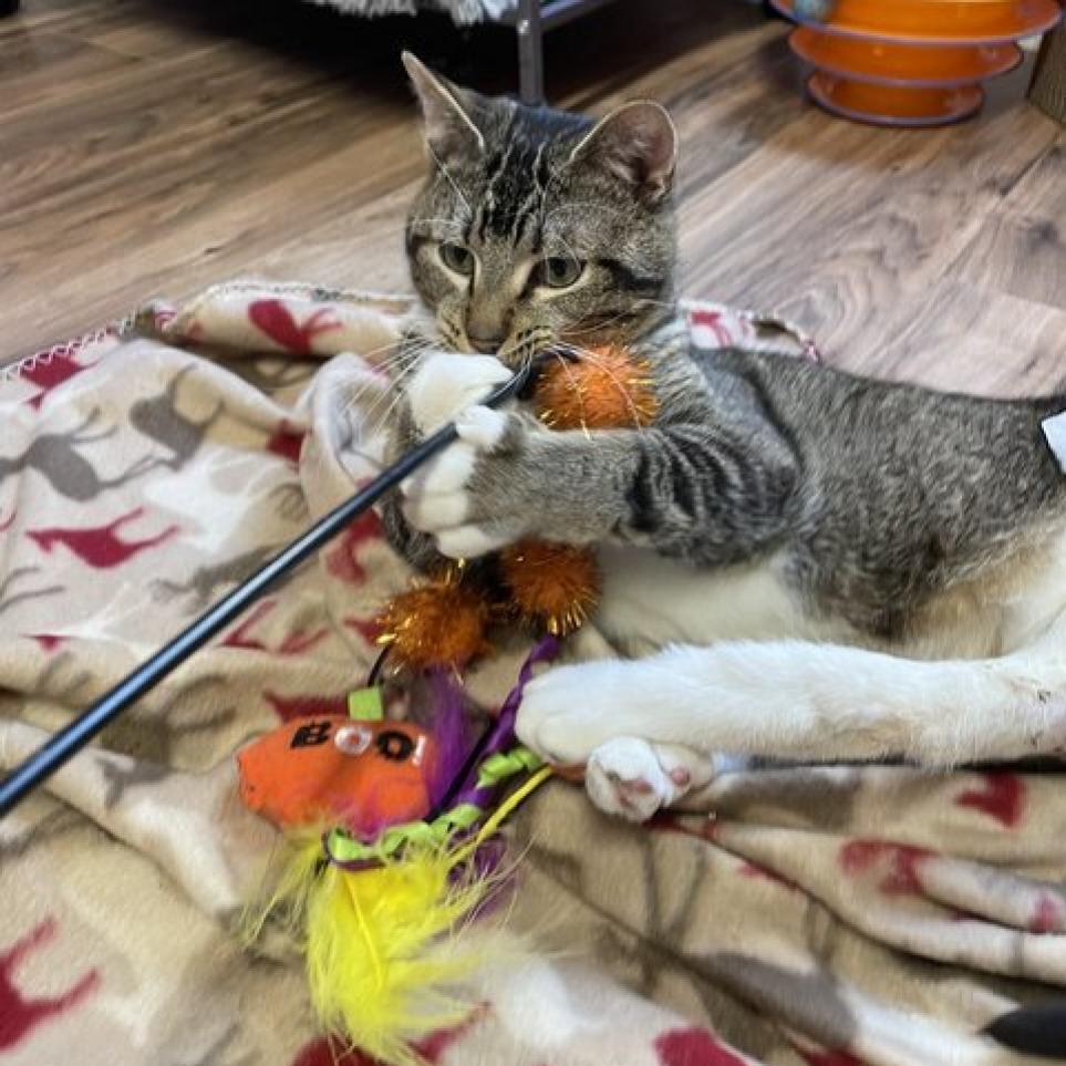 Enlarge Scooter, a Adoptable Domestic Short Hair in Hemet, CA image 2/2