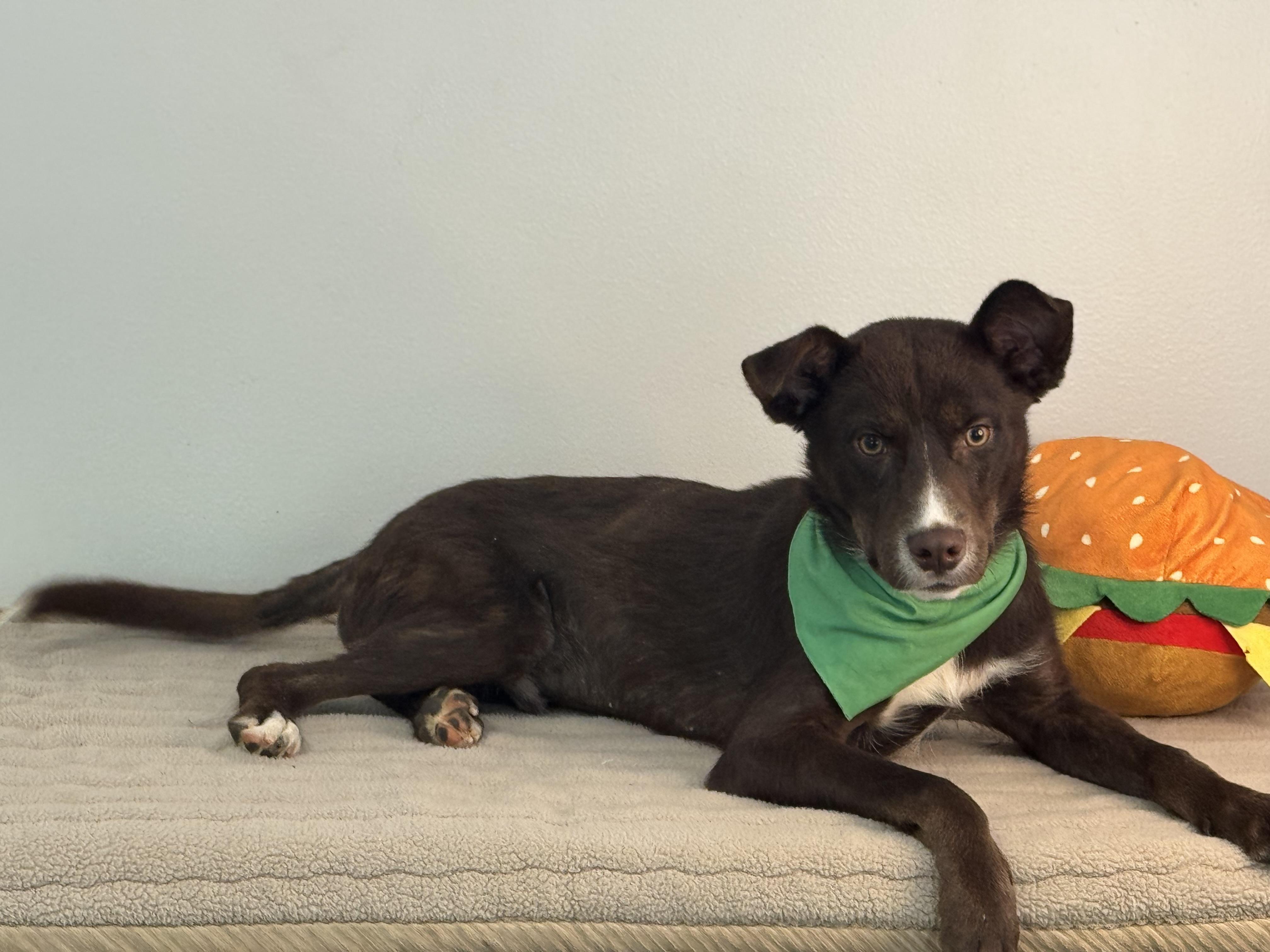 Scarecrow, an adopted mixed breed in Richmond, VA image 2/6