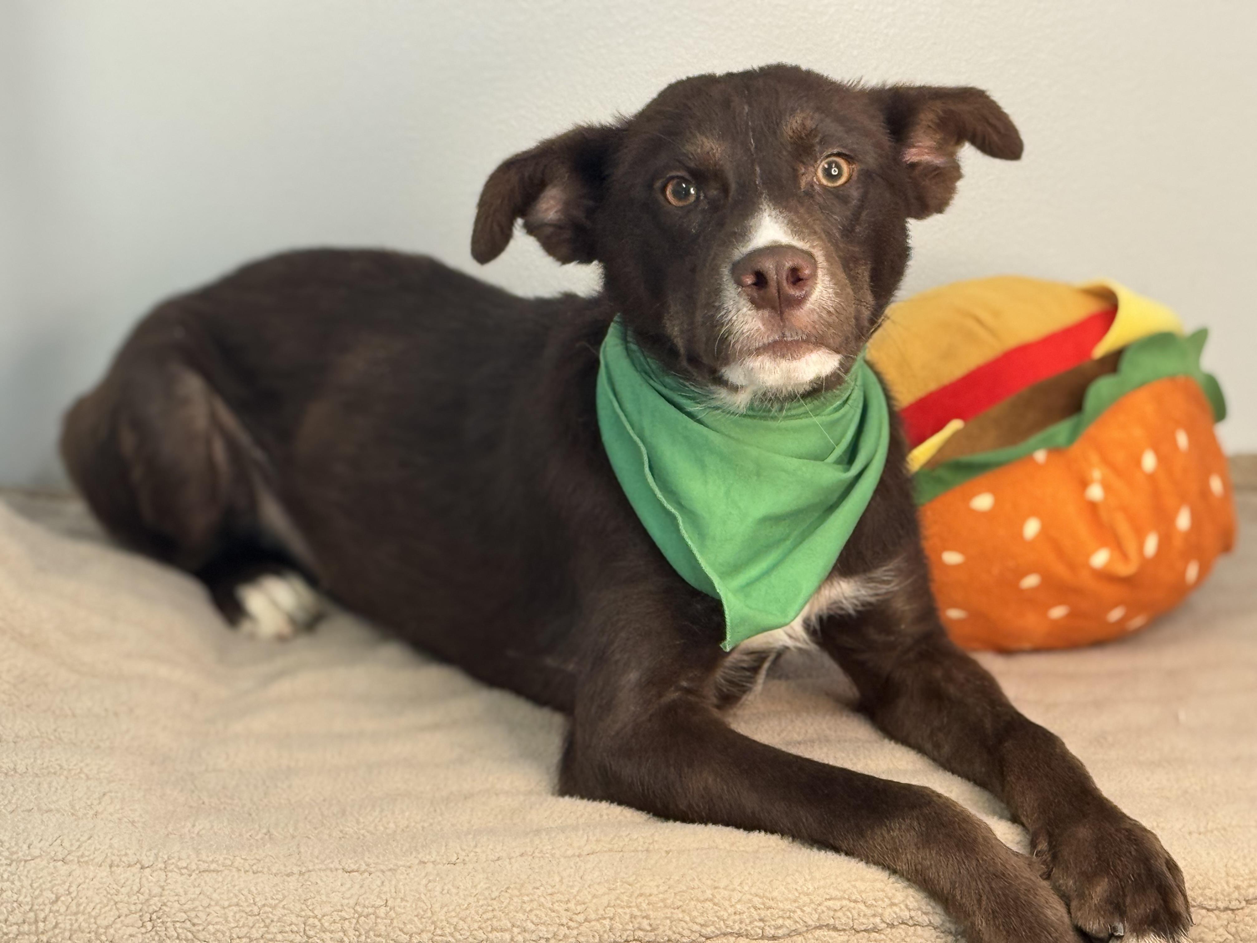 Scarecrow, an adopted mixed breed in Richmond, VA image 6/6