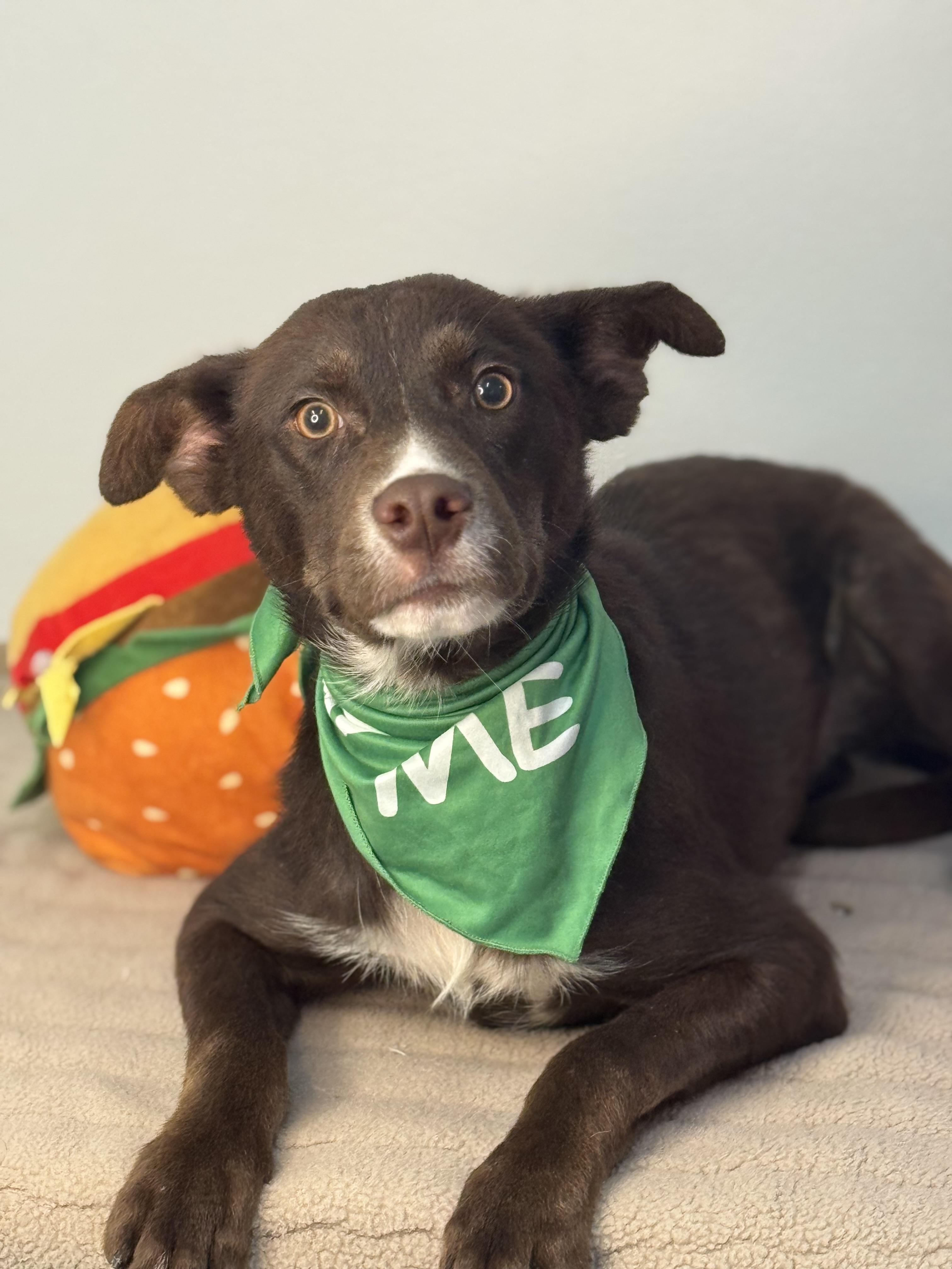 Scarecrow, an adopted mixed breed in Richmond, VA image 3/6