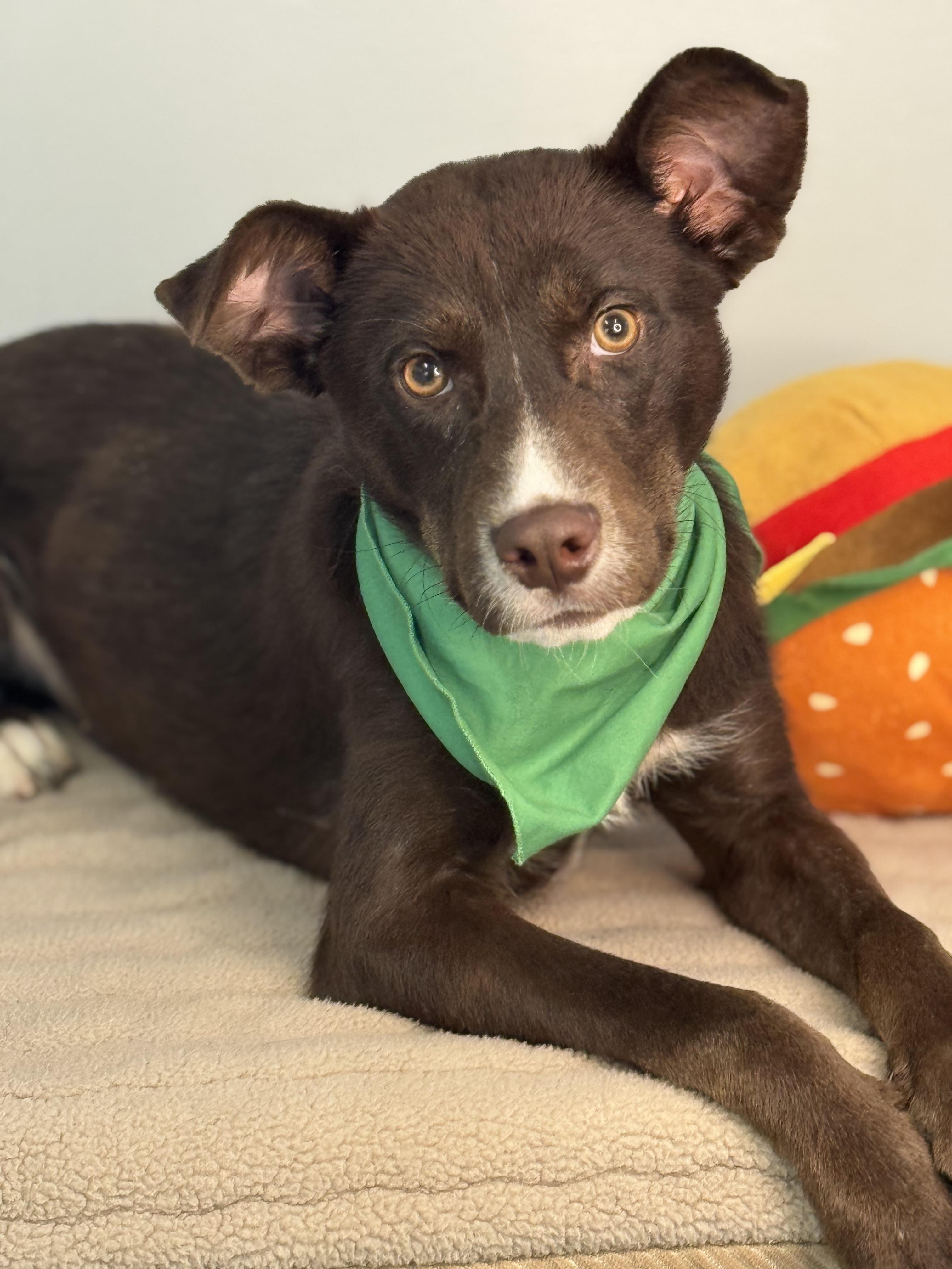 Scarecrow, adopted, Young Male Australian Shepherd.