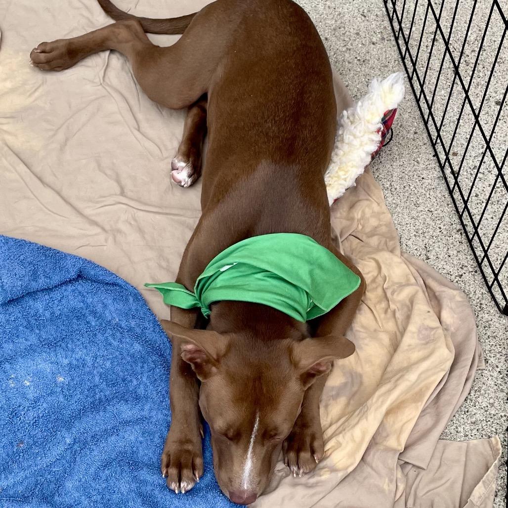 Maple, Adoptable, Young Female Mixed Breed.