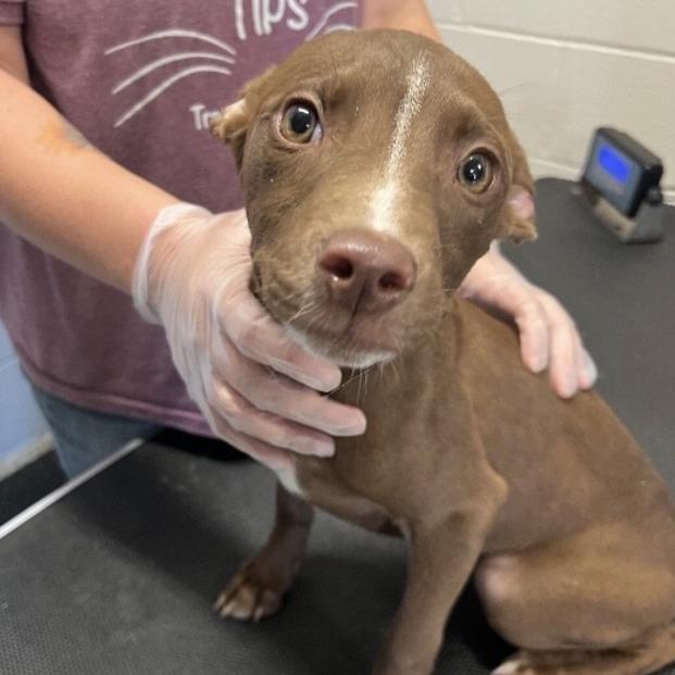 Maple, a Adoptable Mixed Breed in Springboro, OH image 2/5