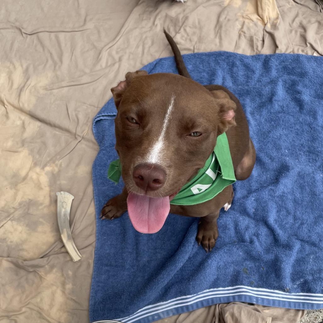 Maple, a Adoptable Mixed Breed in Springboro, OH image 3/5