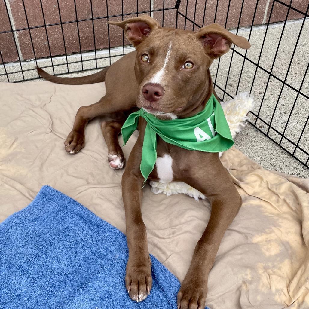 Maple, a Adoptable Mixed Breed in Springboro, OH image 4/5