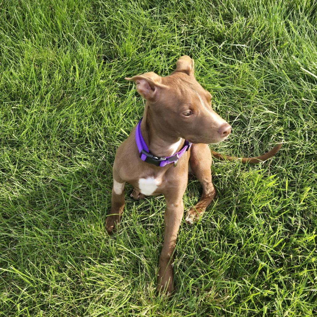 Maple, a Adoptable Mixed Breed in Springboro, OH image 5/5