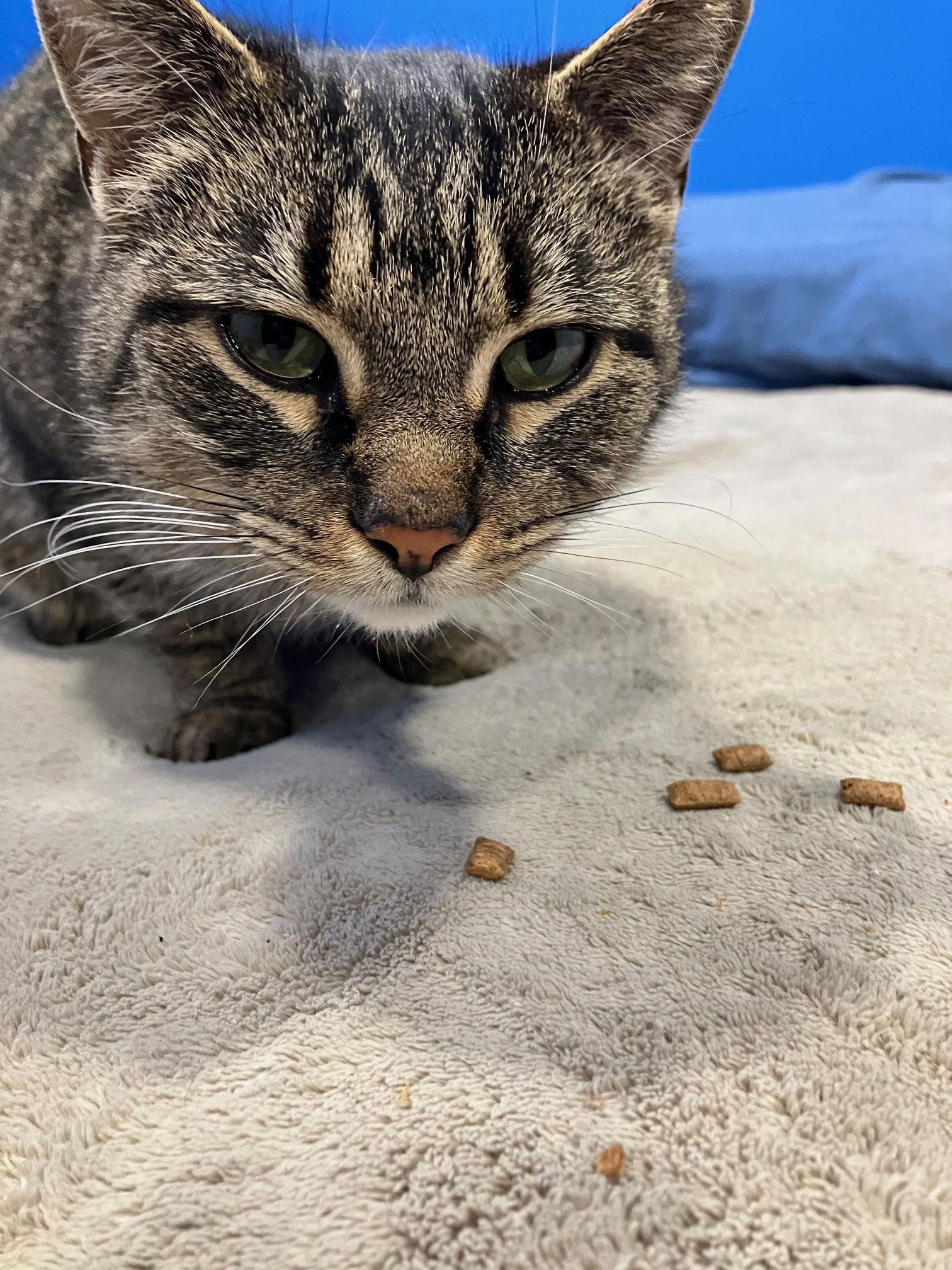 Enlarge Sparkle, a Adoptable Domestic Short Hair in Lutherville, MD image 1/1