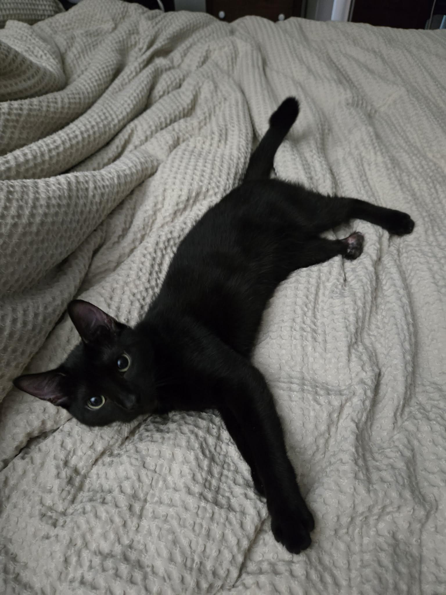 Padfoot, Adoptable, Kitten Female Tabby & Domestic Short Hair.