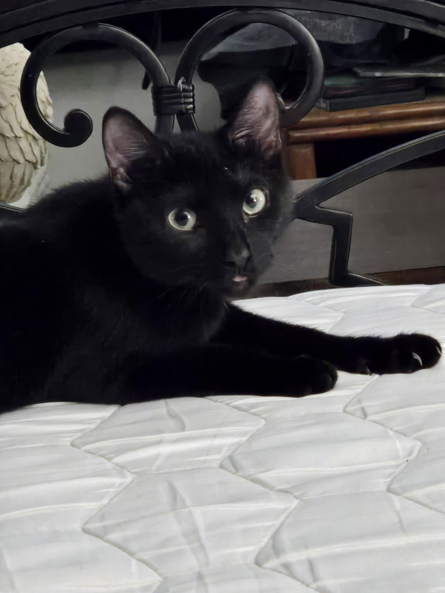 Enlarge Padfoot, a Adoptable mixed breed in MONTGOMERY, TX image 1/3