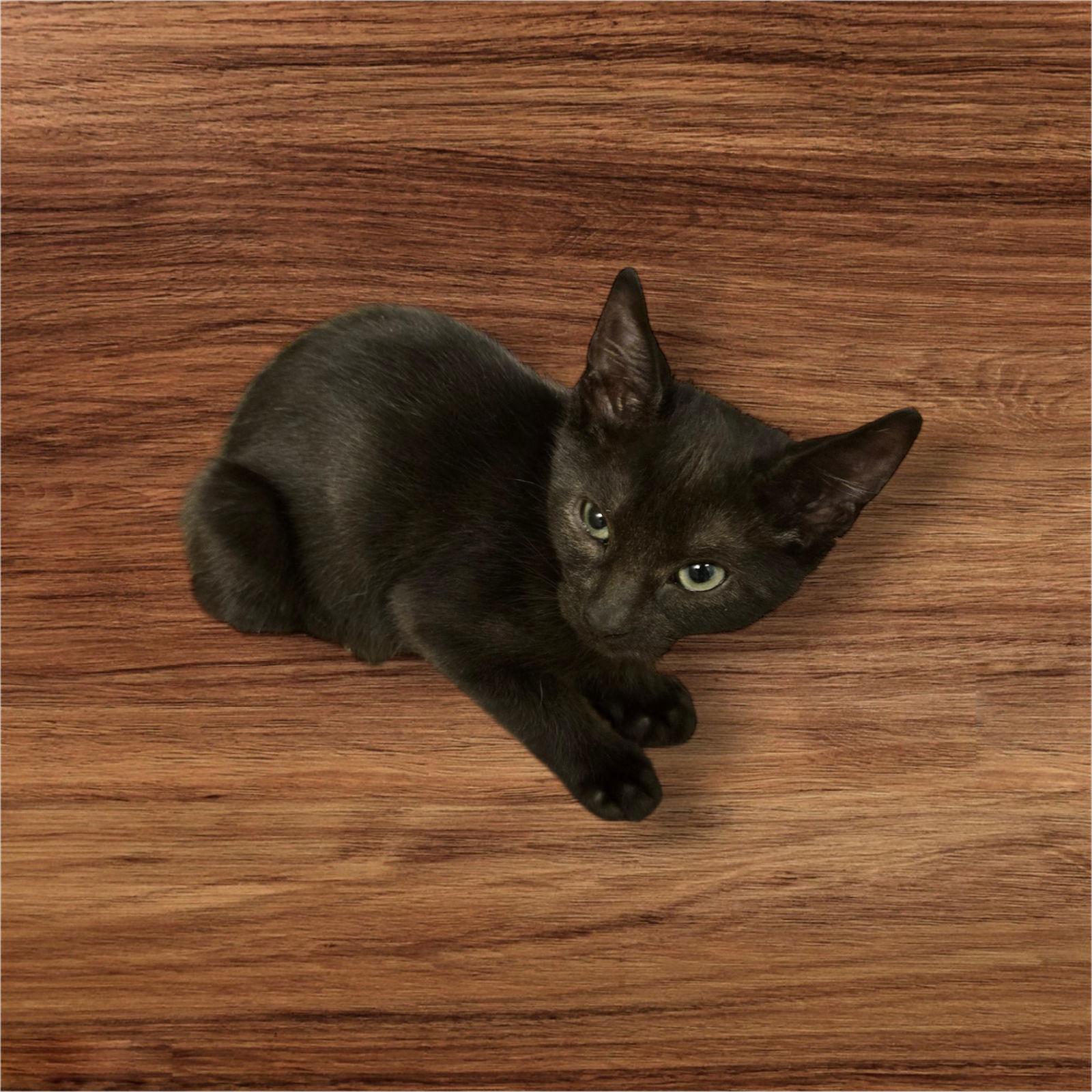 Padfoot, Adoptable, Kitten Female Tabby & Domestic Short Hair.