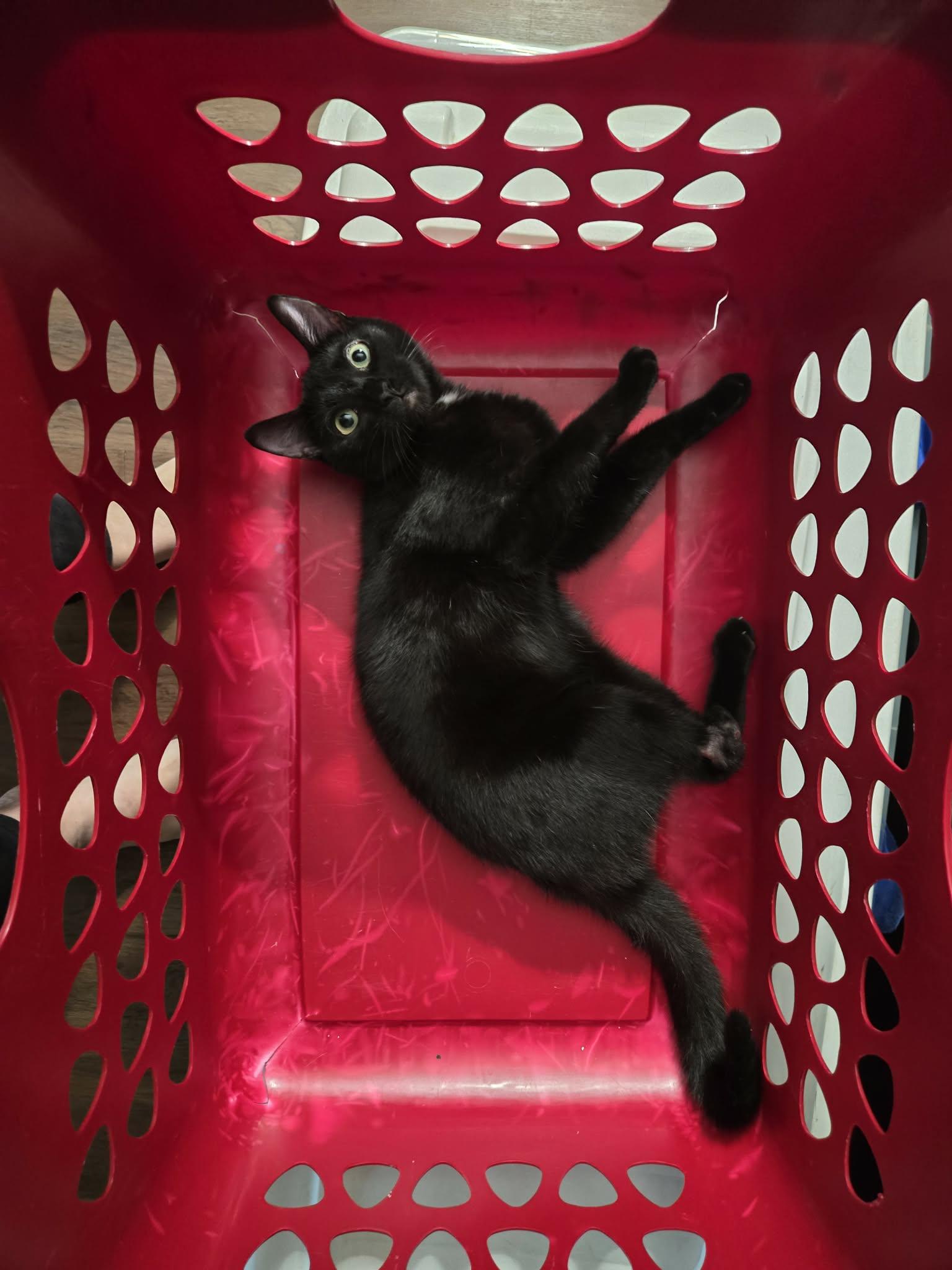 Enlarge Padfoot, a Adoptable mixed breed in MONTGOMERY, TX image 3/3