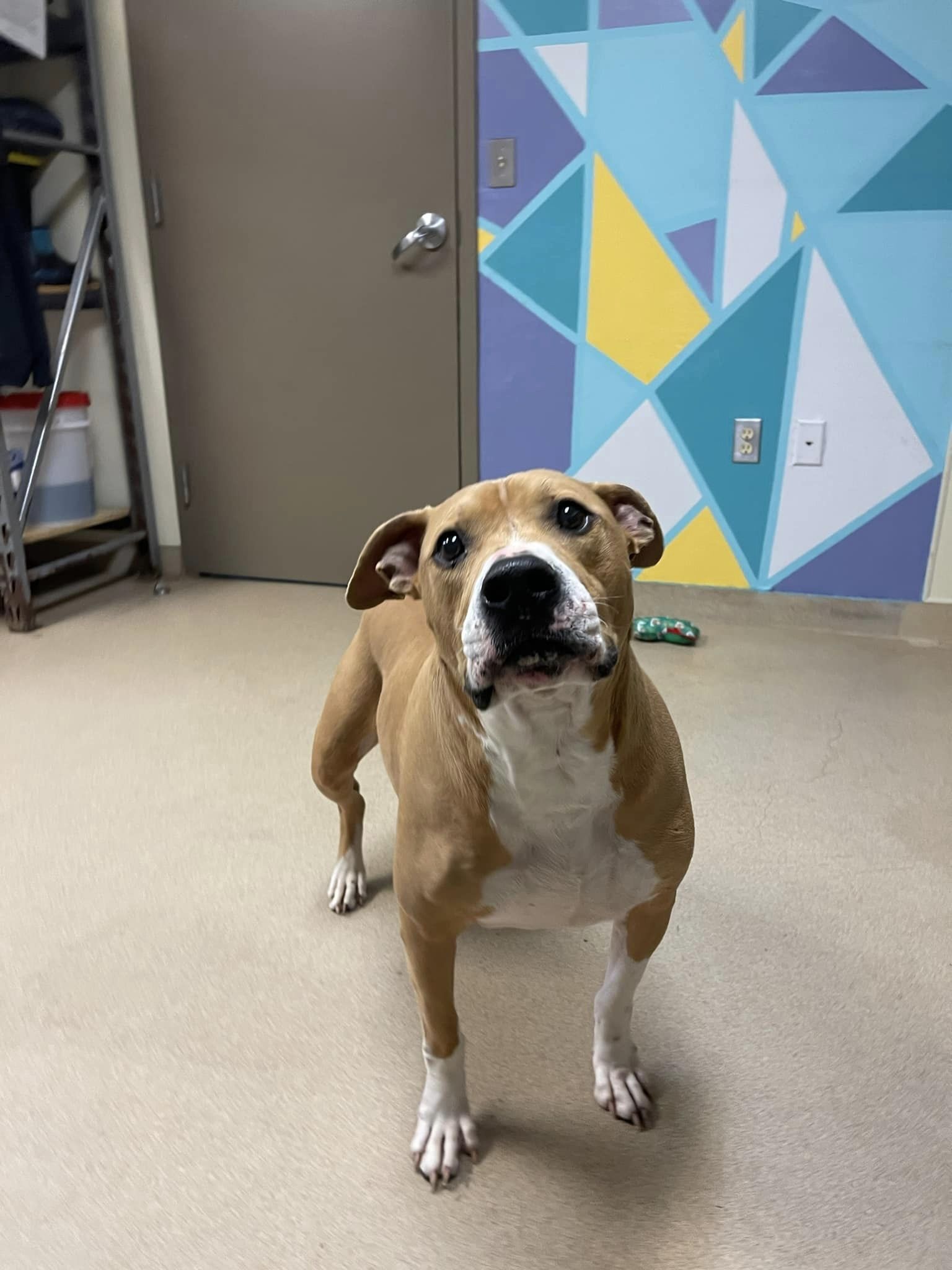 Turbo, Adopted, Adult Male American Staffordshire Terrier.