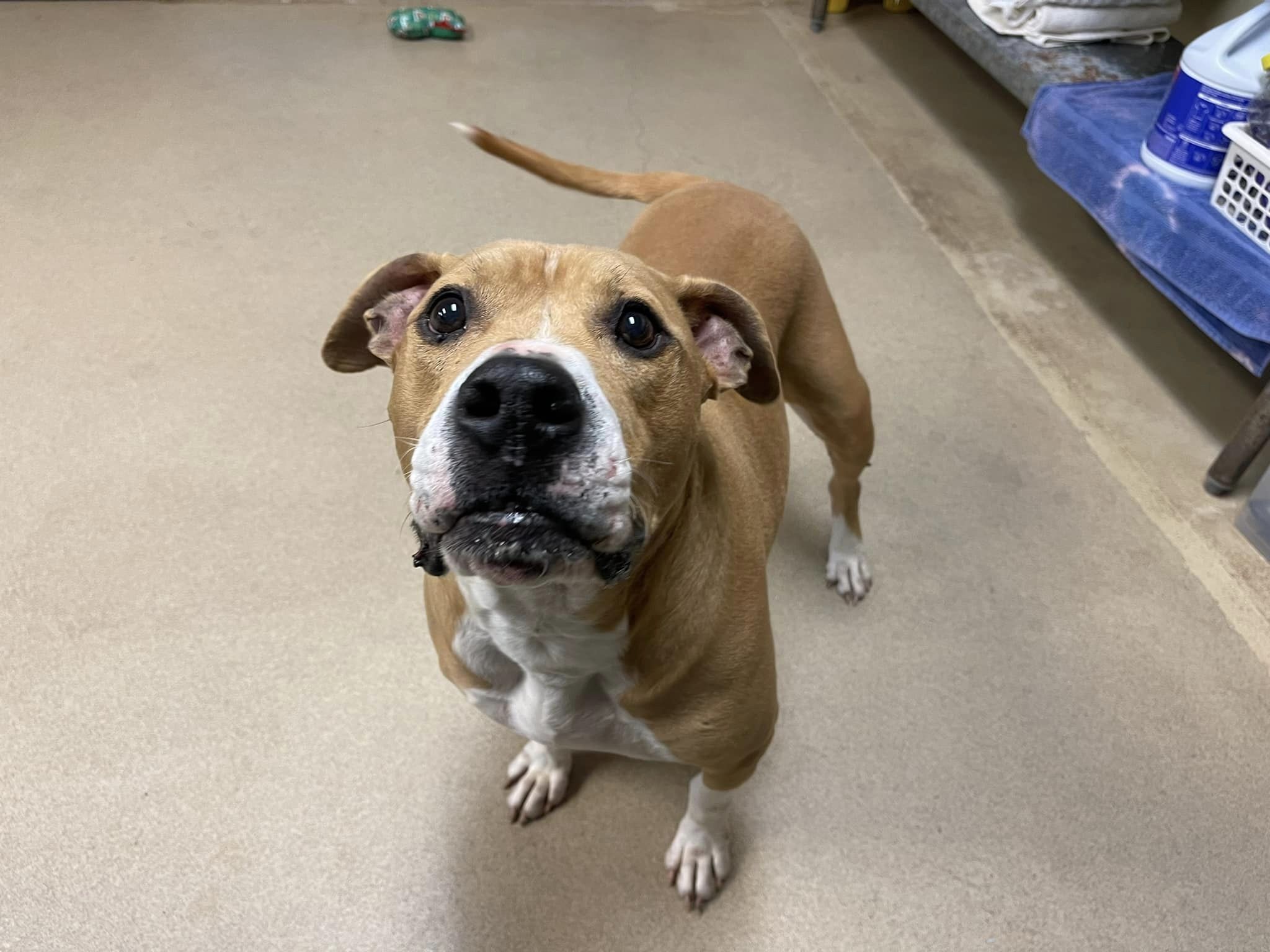 Turbo, a Adopted mixed breed in Chickasha, OK image 2/4