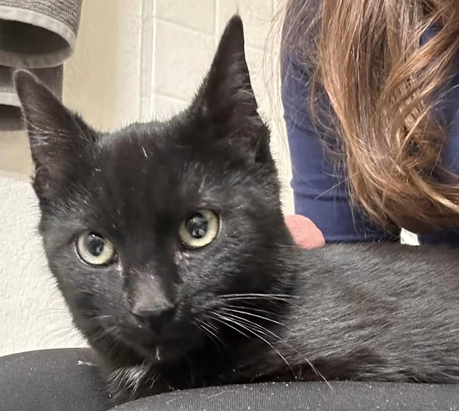 Enlarge Sebastian, a ADOPTABLE Domestic Short Hair in Tehachapi, CA image 2/2