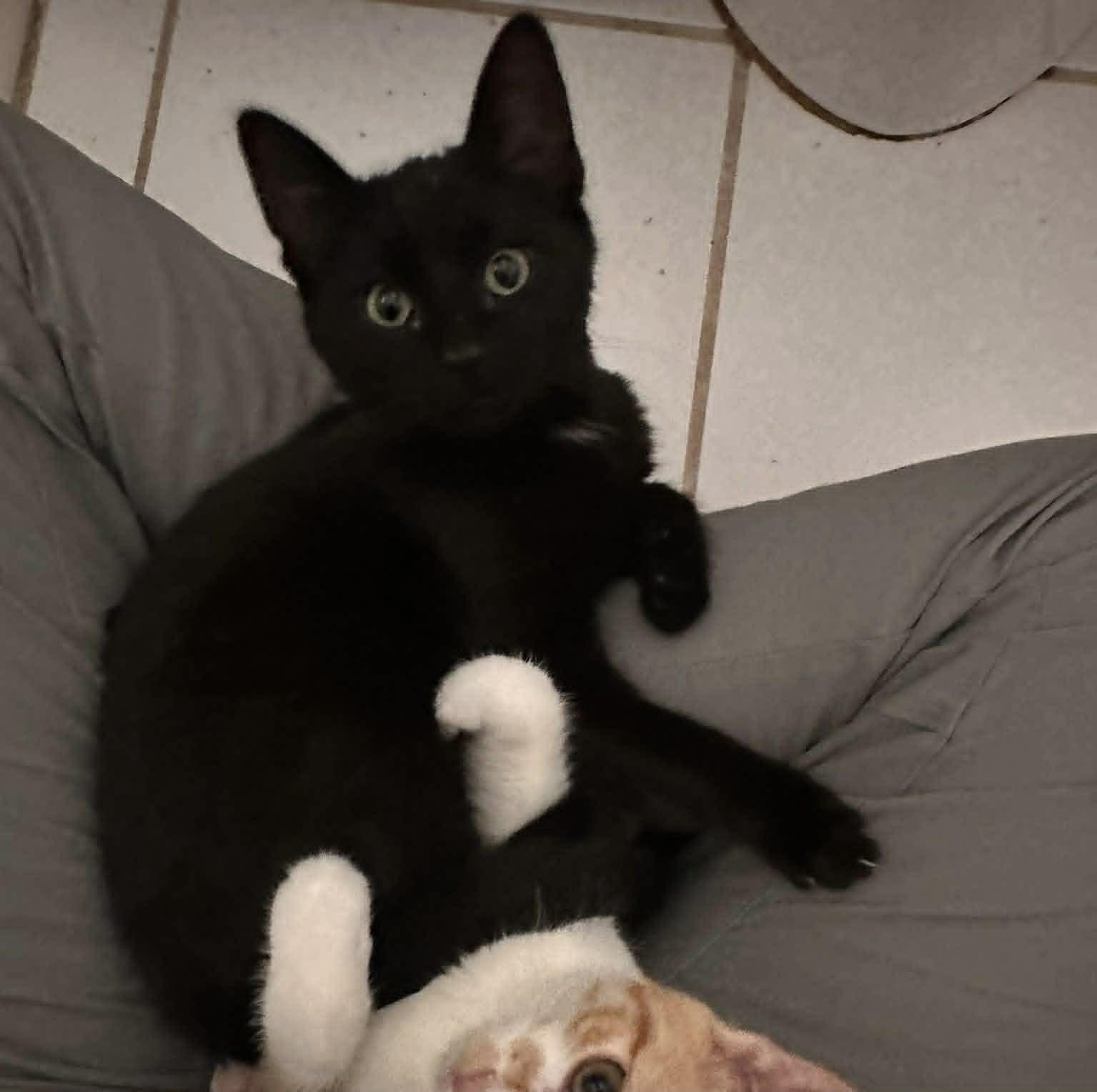 Sebastian, ADOPTABLE, Young Male Domestic Short Hair.