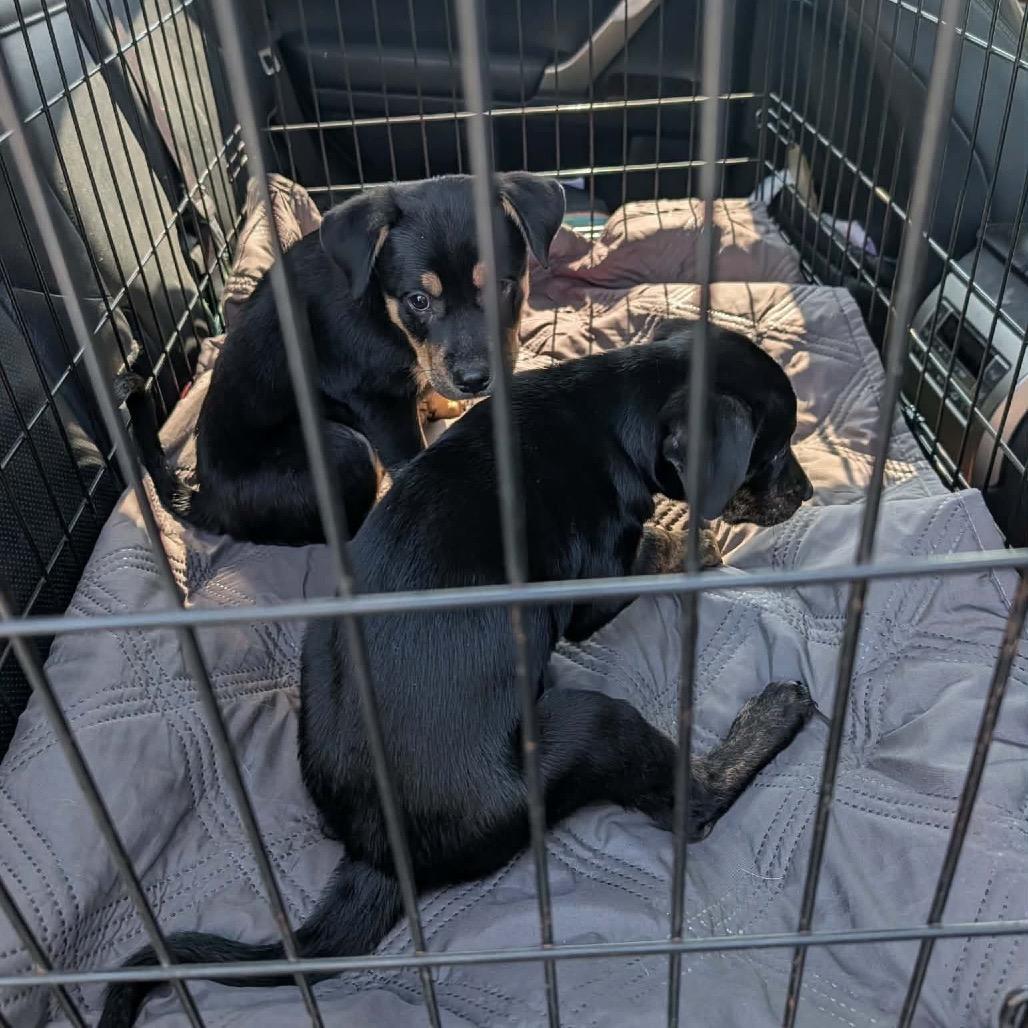 Boone, Adoptable, Puppy Male Black Labrador Retriever & Mixed Breed.
