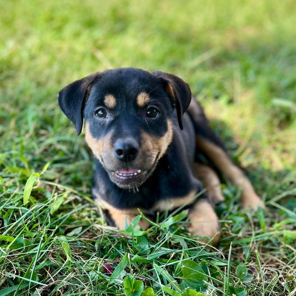 Enlarge Boone, a Adoptable mixed breed in Clarksville, TN image 3/6