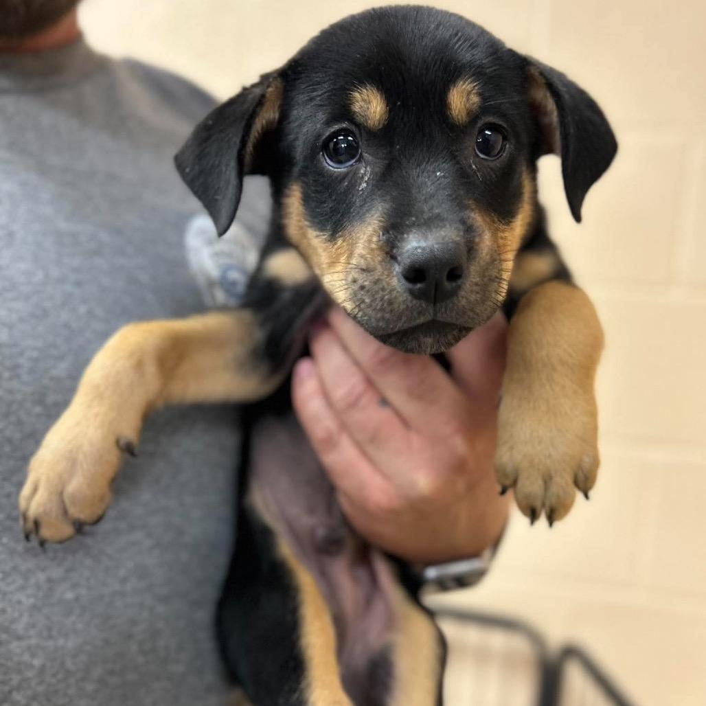 Enlarge Boone, a Adoptable mixed breed in Clarksville, TN image 4/6