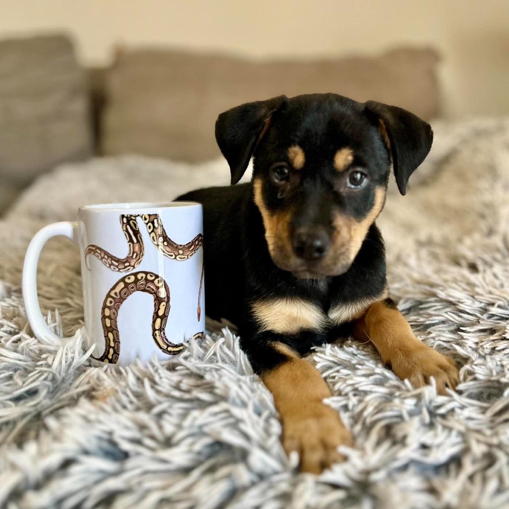 Enlarge Boone, a Adoptable mixed breed in Clarksville, TN image 6/6