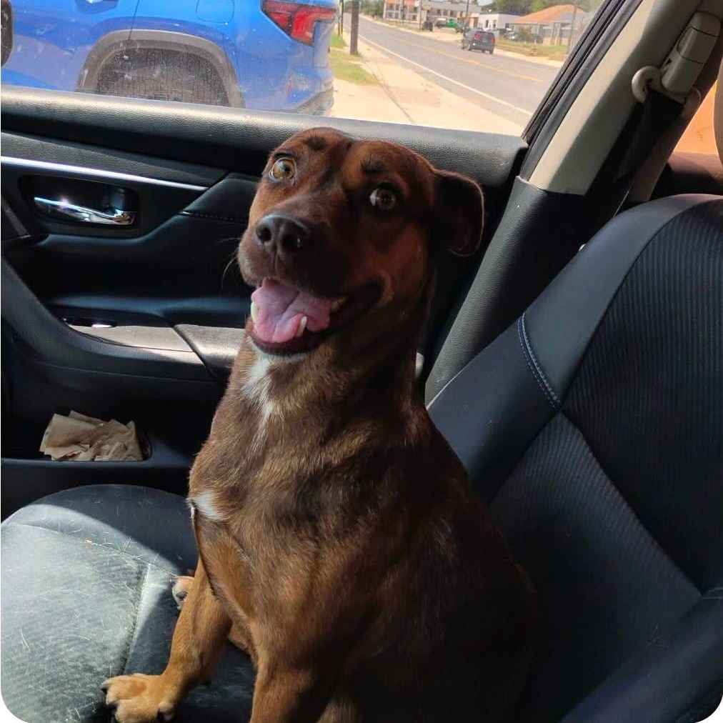 Enlarge Hazel, a Adoptable mixed breed in Paramus, NJ image 2/6