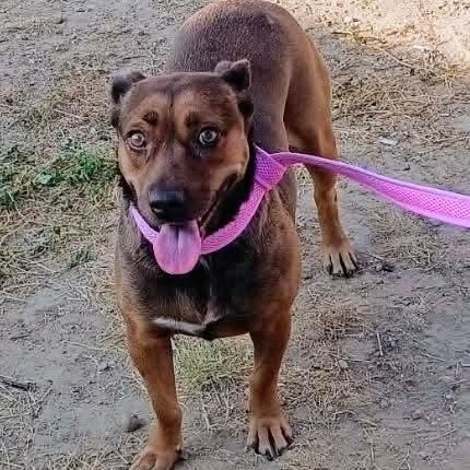 Enlarge Hazel, a Adoptable mixed breed in Paramus, NJ image 5/6