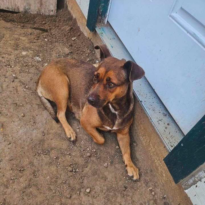 Enlarge Hazel, a Adoptable mixed breed in Paramus, NJ image 3/6