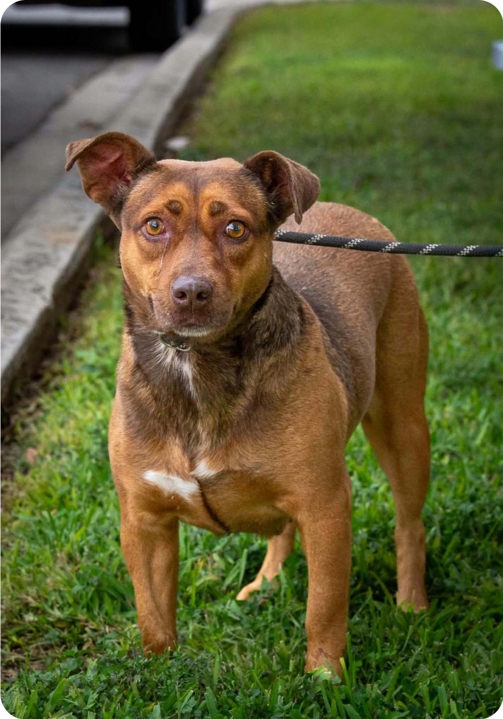 Enlarge Hazel, a Adoptable mixed breed in Paramus, NJ image 4/6
