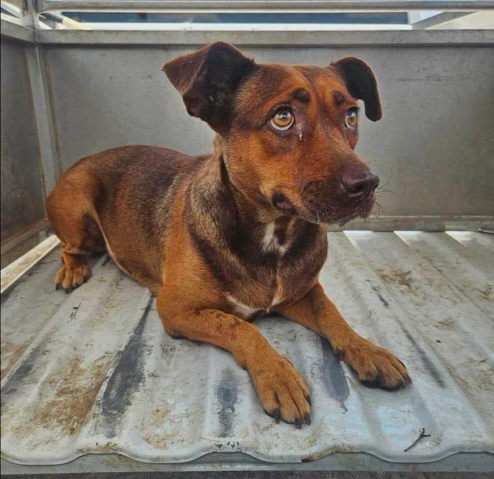 Hazel, Adoptable, Young Female Dachshund.