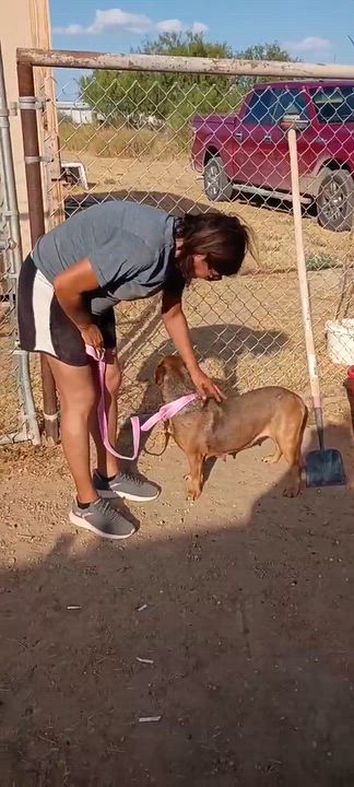 Enlarge Hazel, a Adoptable mixed breed in Paramus, NJ video 6/6