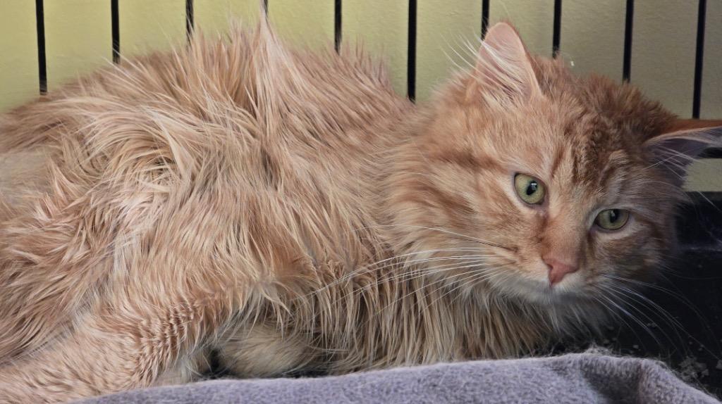 Enlarge DAVEY, a Adopted mixed breed in Muskegon, MI image 1/6