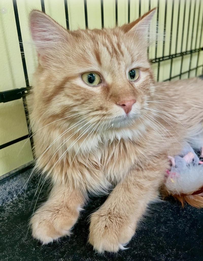 Enlarge DAVEY, a Adopted mixed breed in Muskegon, MI image 2/6
