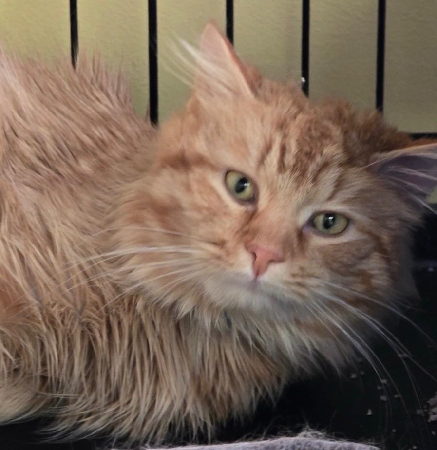 Enlarge DAVEY, a Adopted mixed breed in Muskegon, MI image 4/6