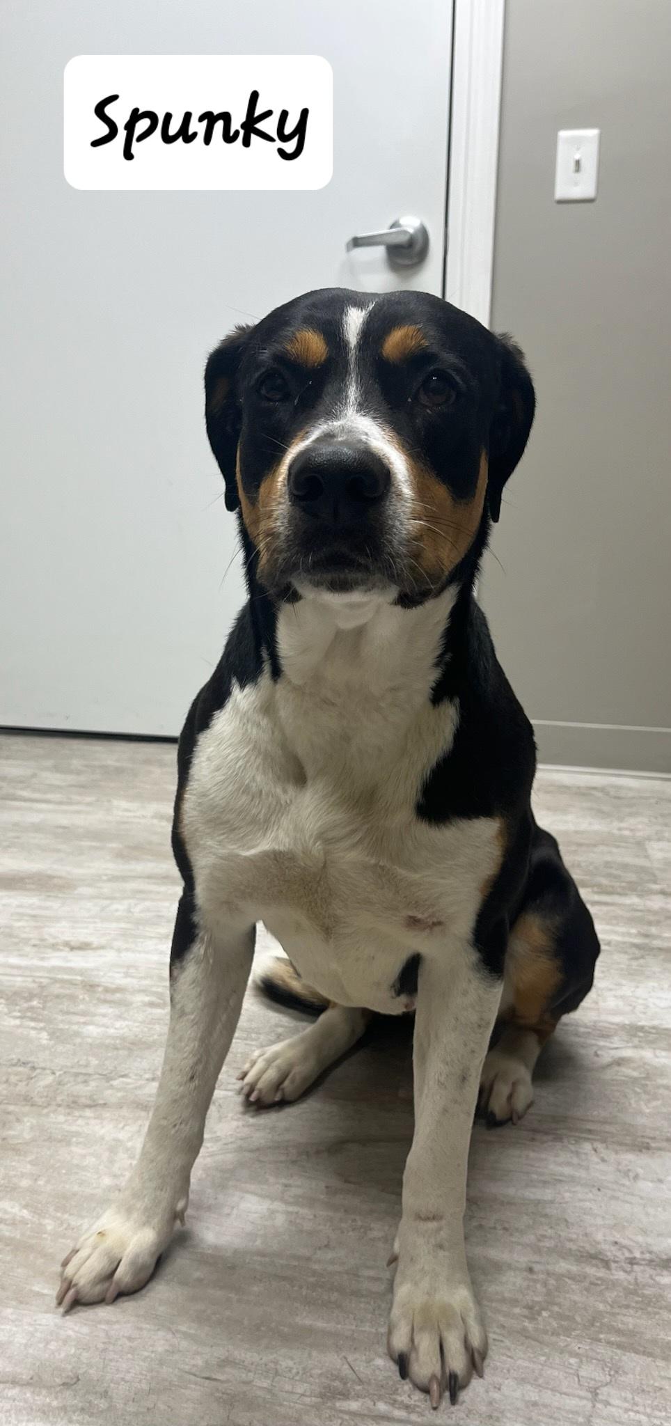 Enlarge Spunky, an adoptable mixed breed in Urbana, OH image 1/1