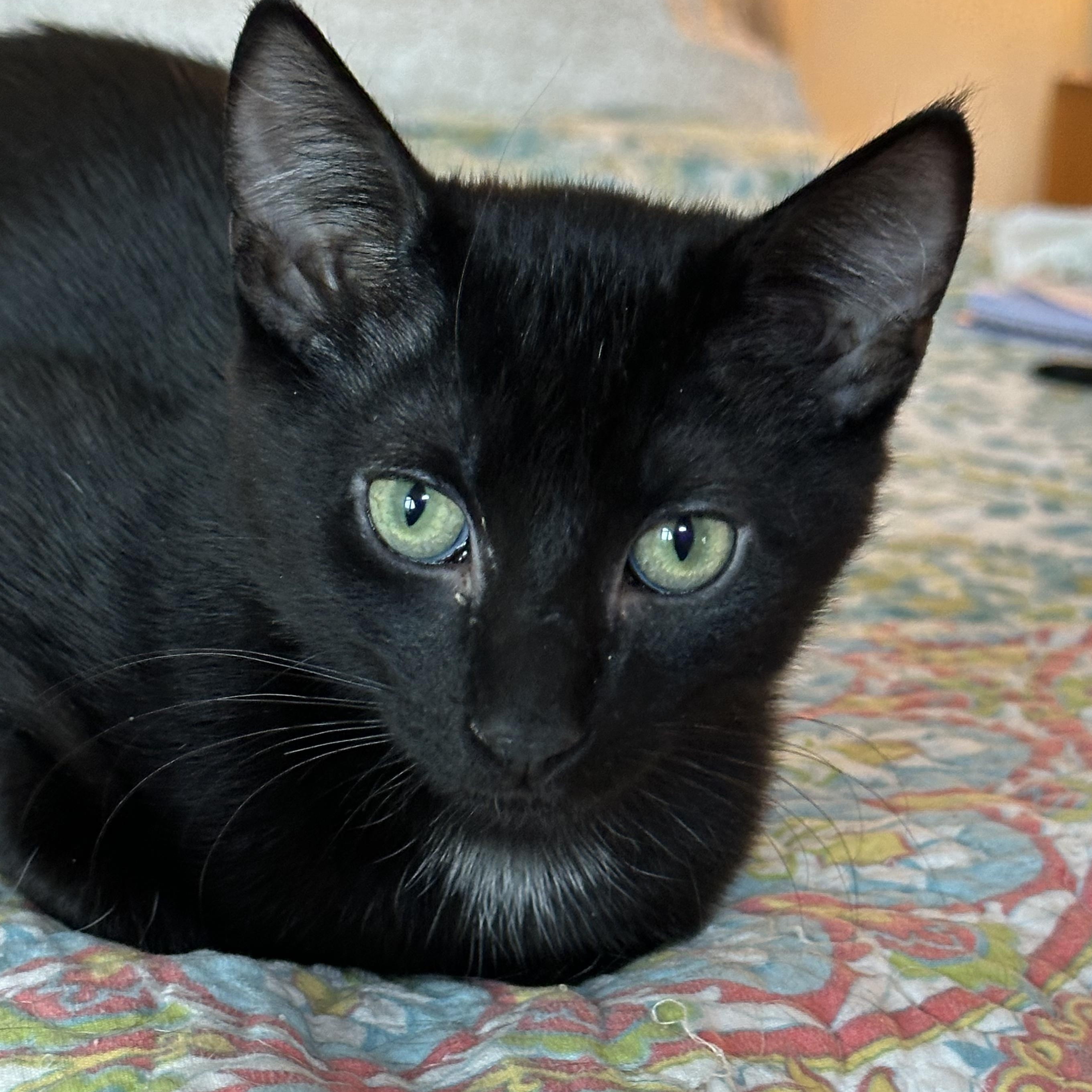 Cassia & Cayenne, bonded pair, adopted, Kitten Male Domestic Short Hair.