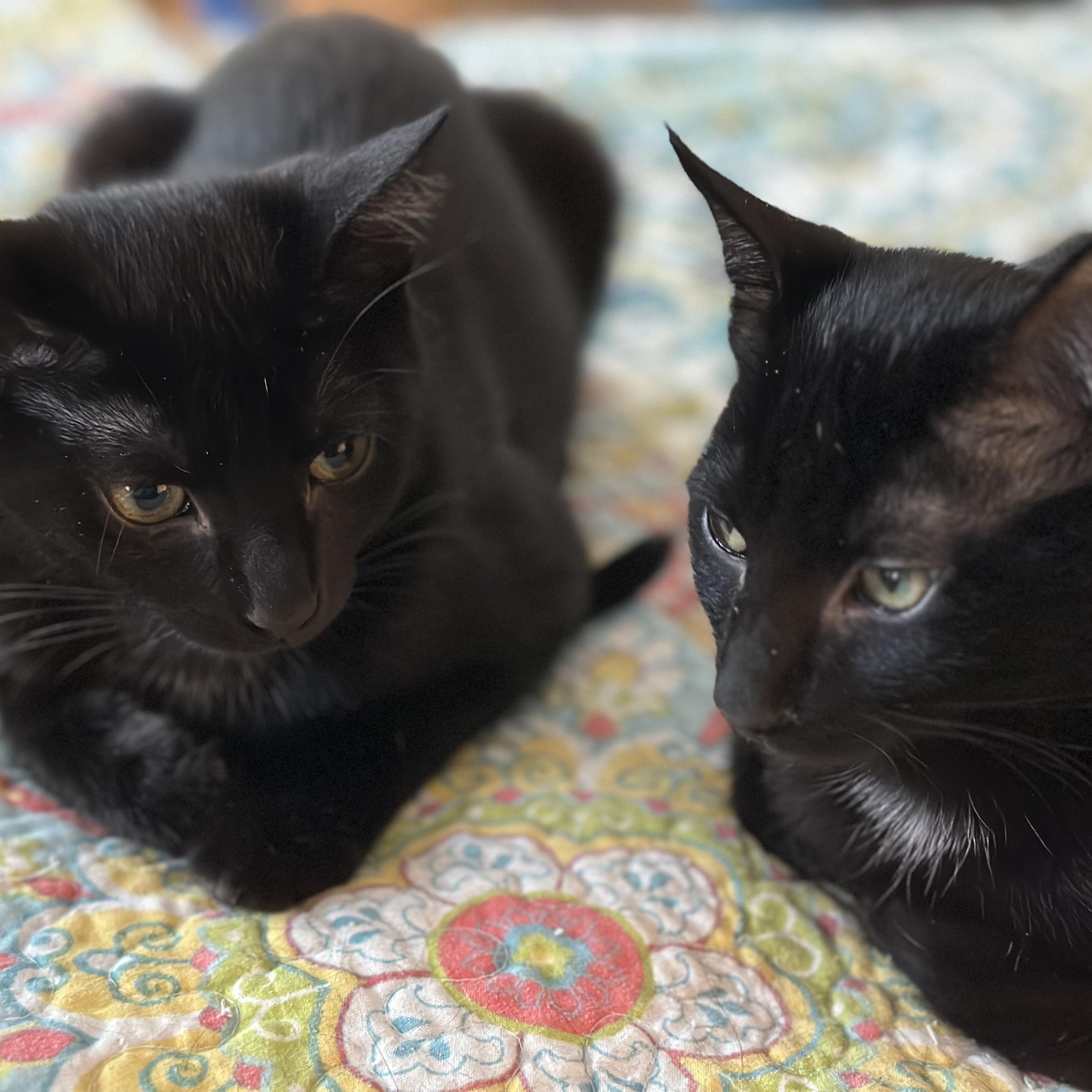 Enlarge Cassia & Cayenne, bonded pair, an adopted mixed breed in Chicago, IL image 2/5