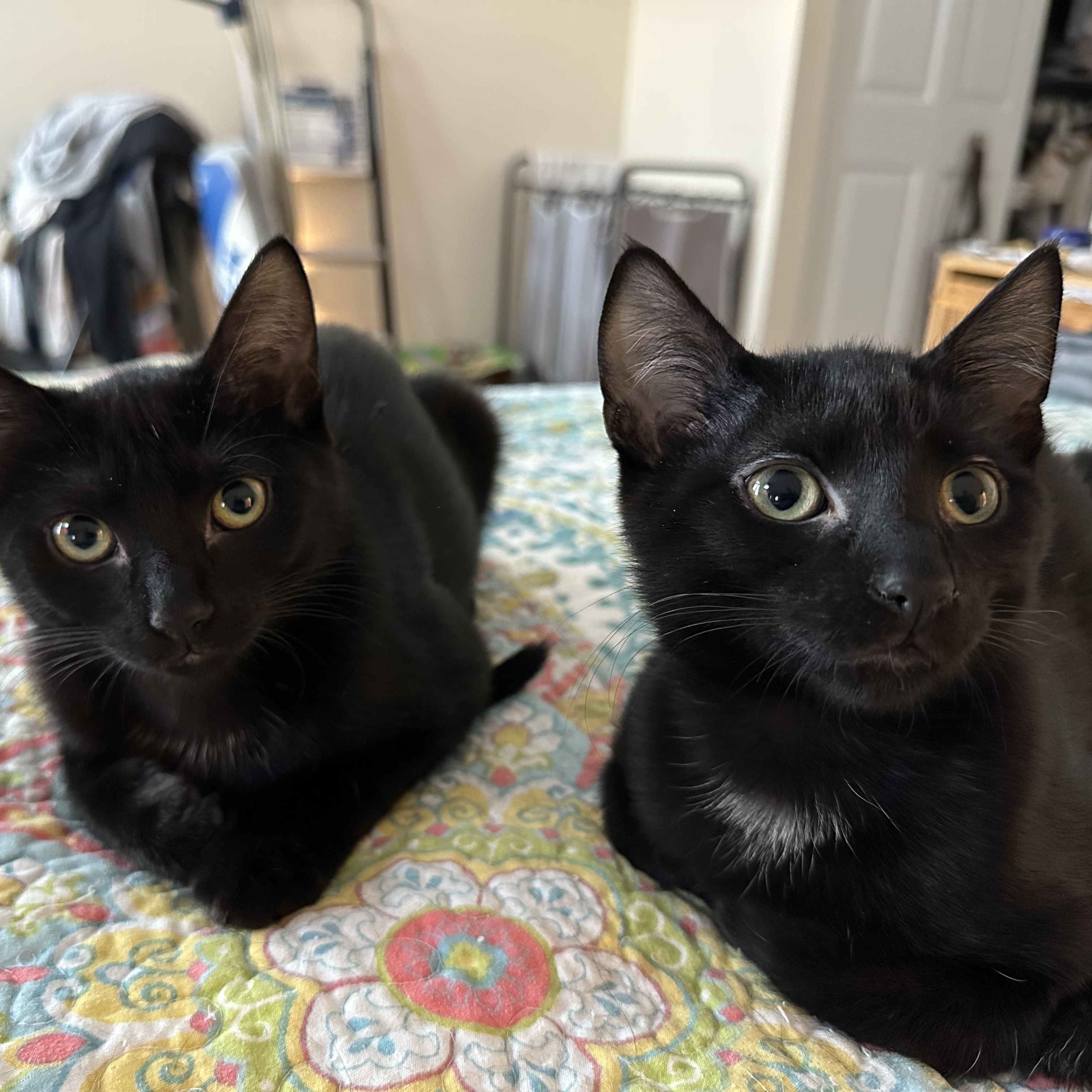 Enlarge Cassia & Cayenne, bonded pair, an adopted mixed breed in Chicago, IL image 3/5